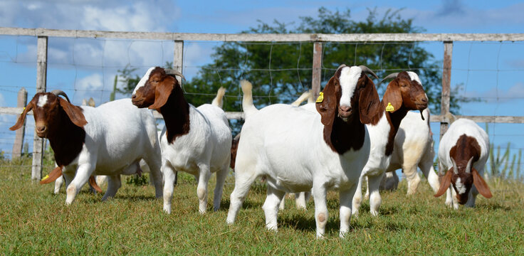 Larmond Global Enterprise | Agriculture, Innovation & Service Excellence